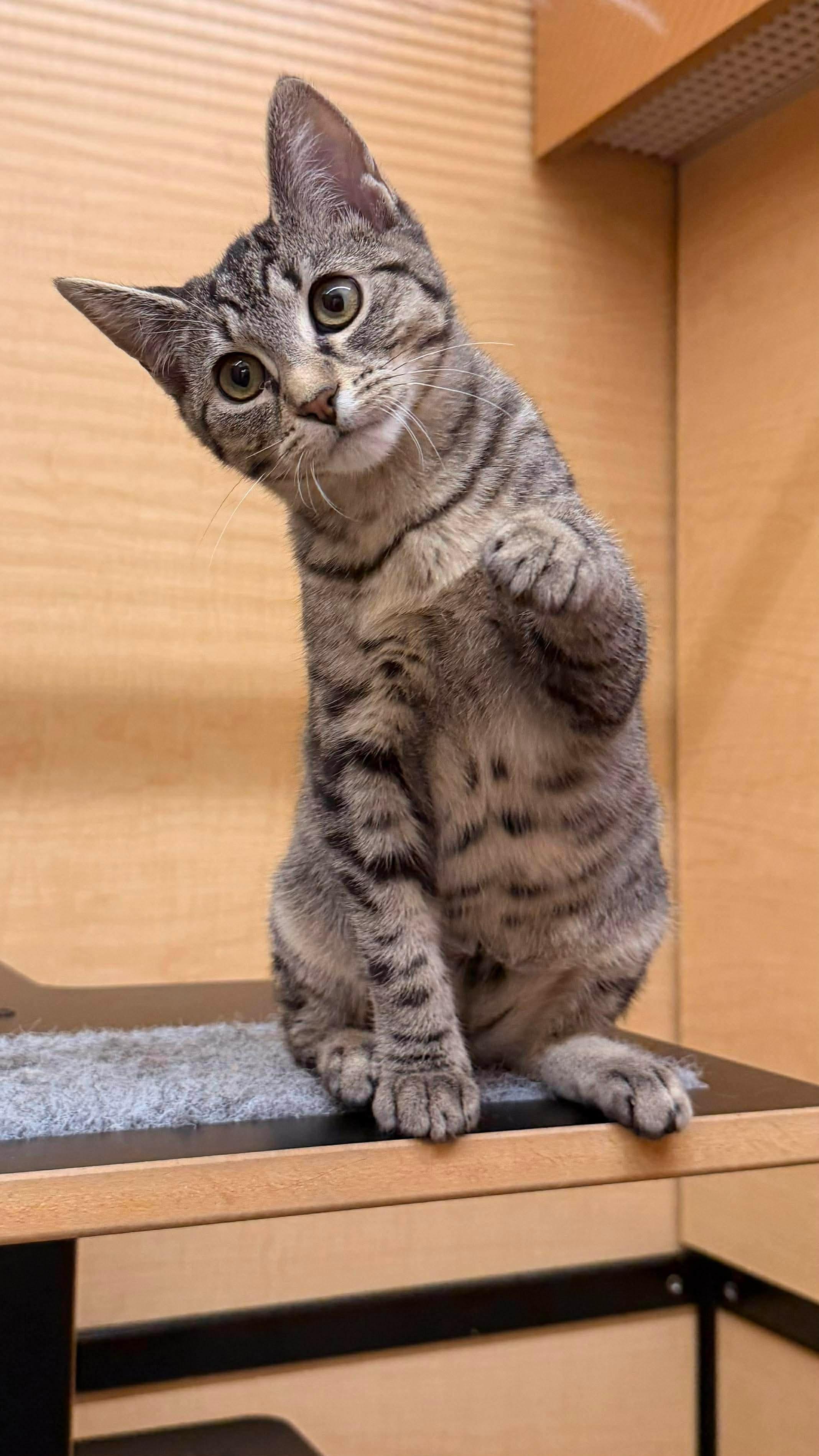 Enlarge Fudge - 20% off , a Adoptable mixed breed in Gladstone, OR image 5/6