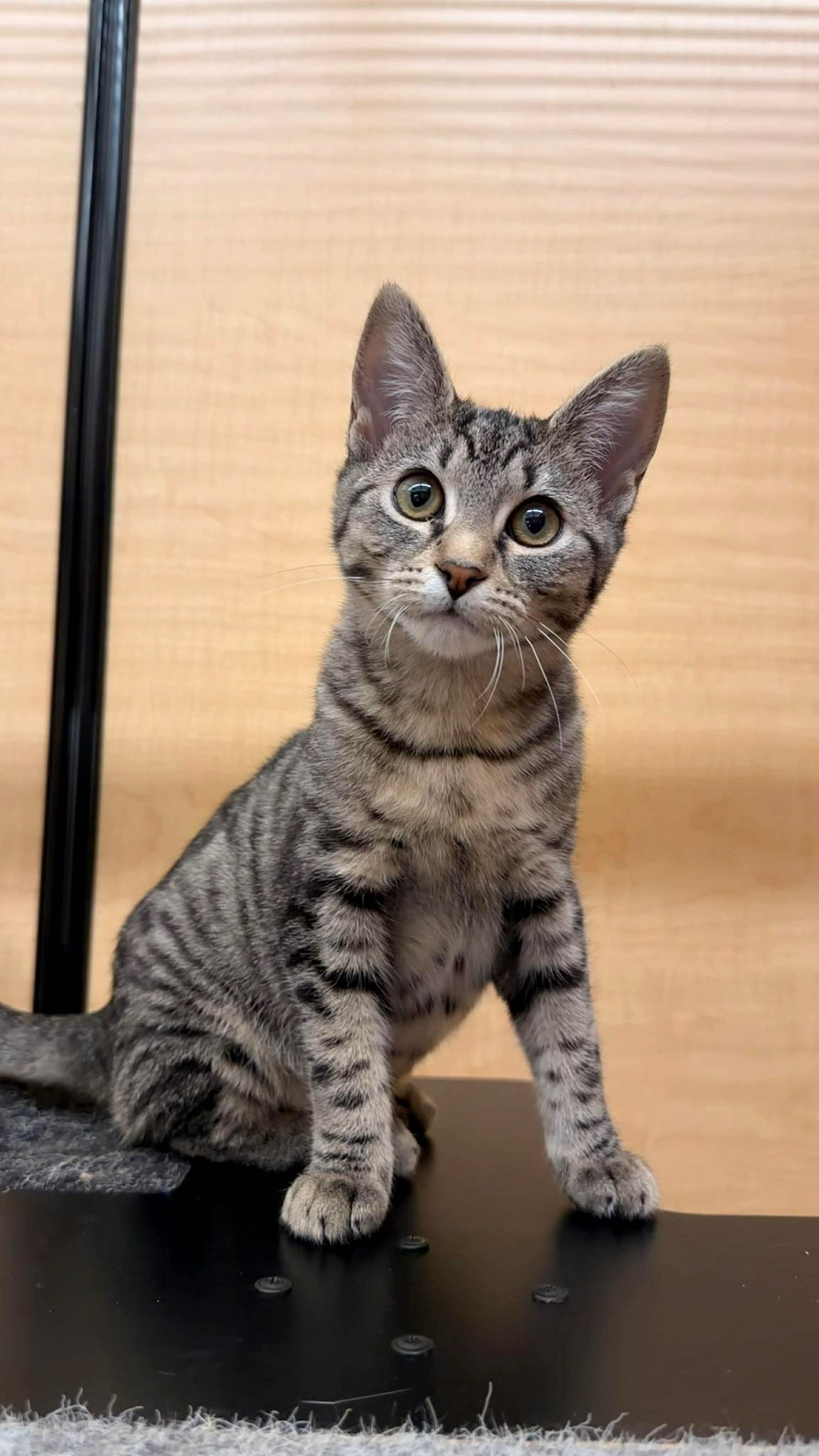 Enlarge Fudge - 20% off , a Adoptable mixed breed in Gladstone, OR image 1/6