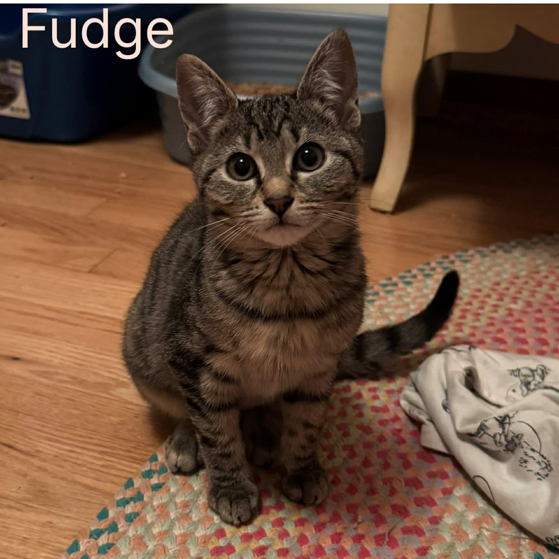 Enlarge Fudge - 20% off , a Adoptable mixed breed in Gladstone, OR image 2/6