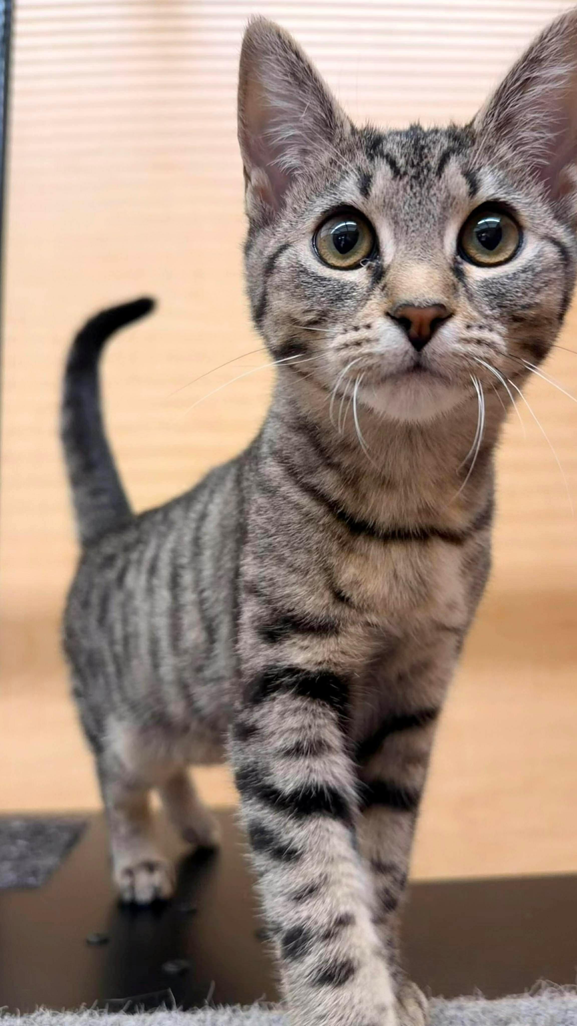 Enlarge Fudge - 20% off , a Adoptable mixed breed in Gladstone, OR image 4/6