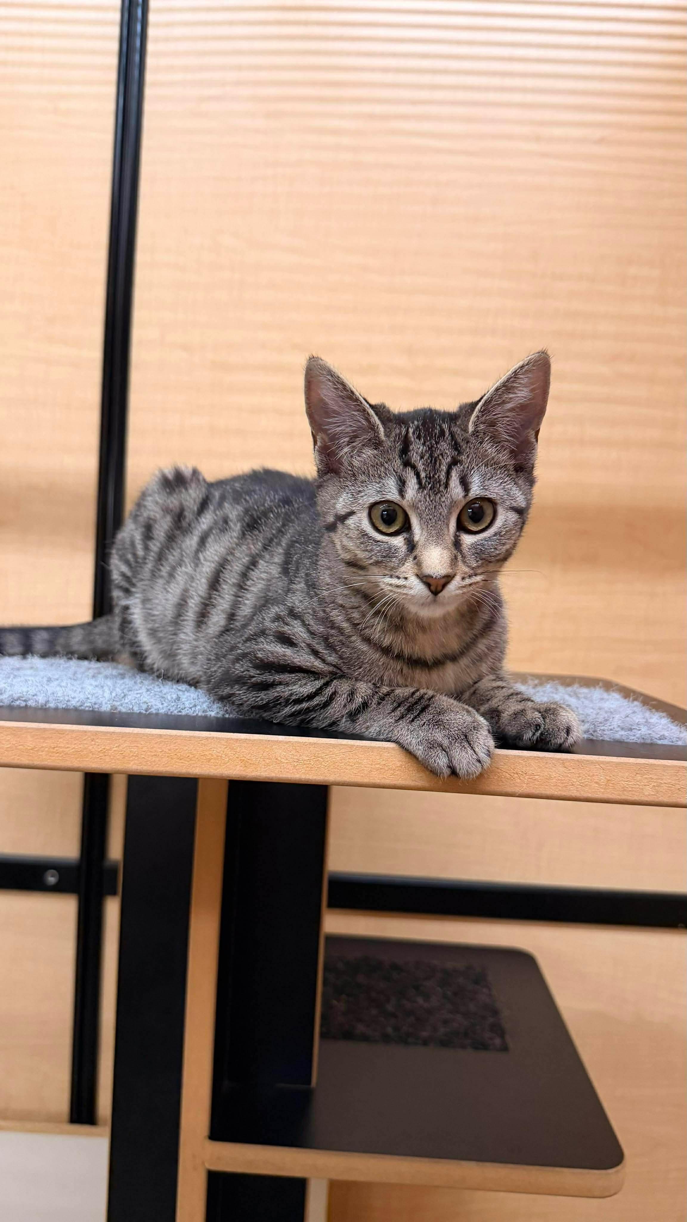 Enlarge Fudge - 20% off , a Adoptable mixed breed in Gladstone, OR image 6/6