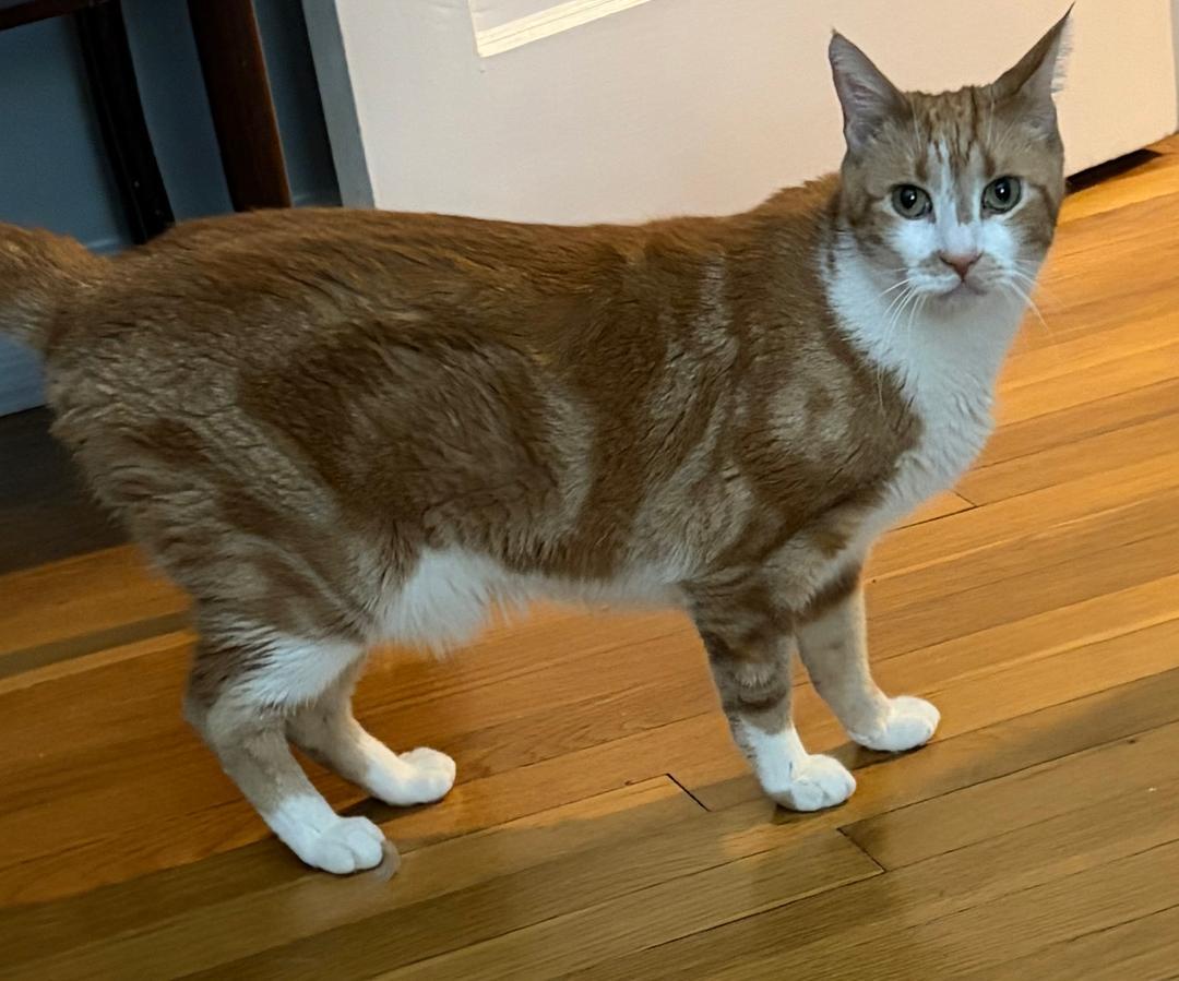 Jerry, adopted, Adult Male Domestic Short Hair.