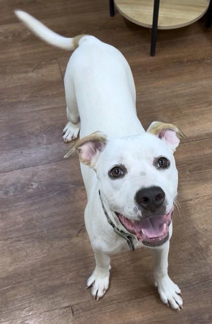 Elena, Adoptable, Adult Female American Staffordshire Terrier & Mixed Breed.