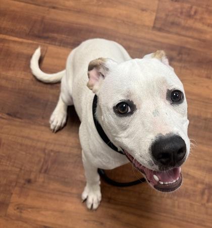 Enlarge Elena, a Adoptable mixed breed in Savannah, GA image 2/3