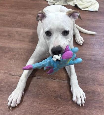 Enlarge Elena, a Adoptable mixed breed in Savannah, GA image 3/3