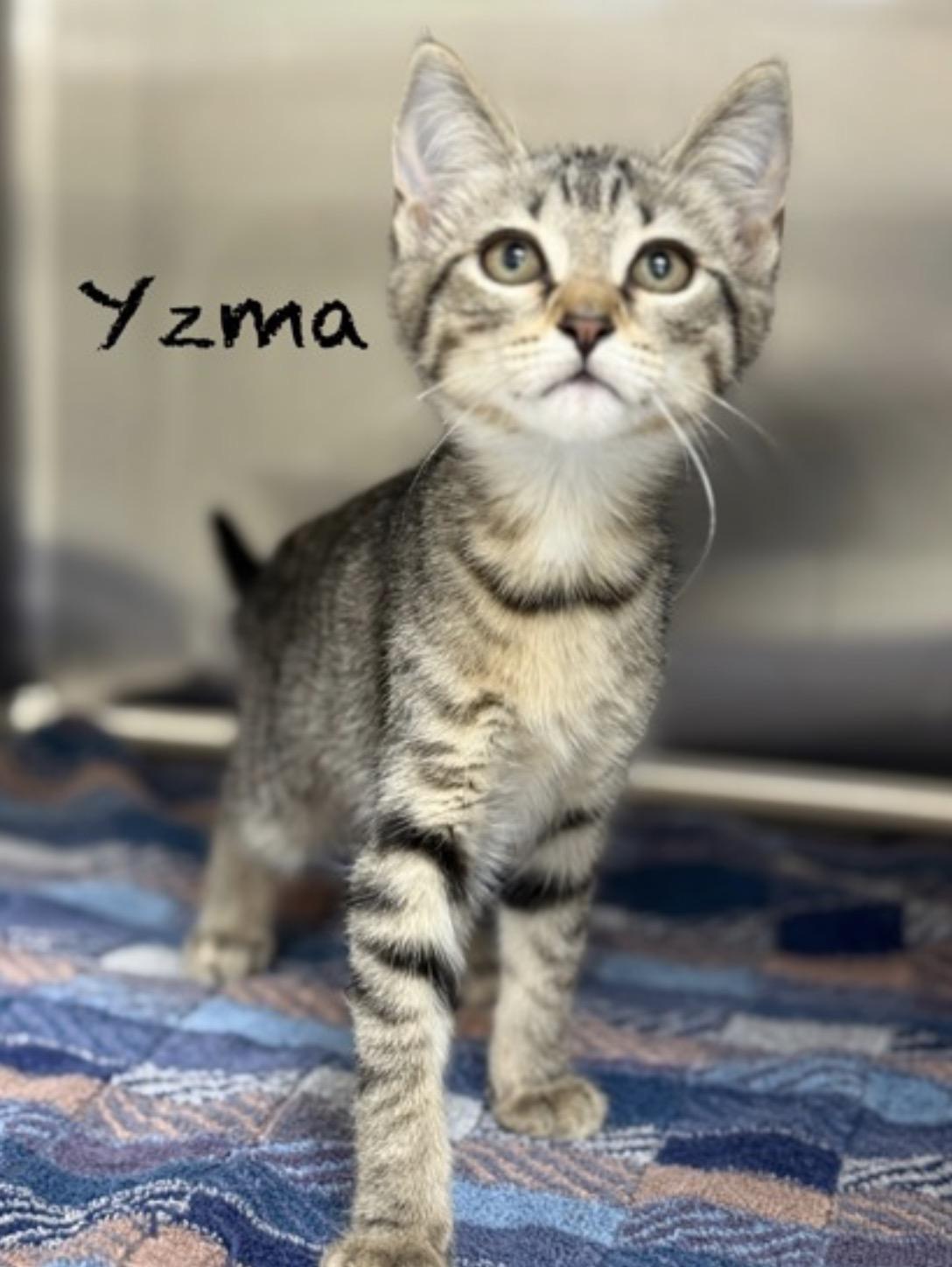 Yzma, adopted, Young Female Domestic Short Hair.