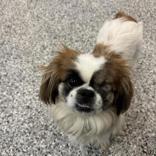 Minnie, an adopted Pekingese in Hilliard, OH image 2/2