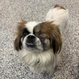 Minnie, adopted, Young Female Pekingese.