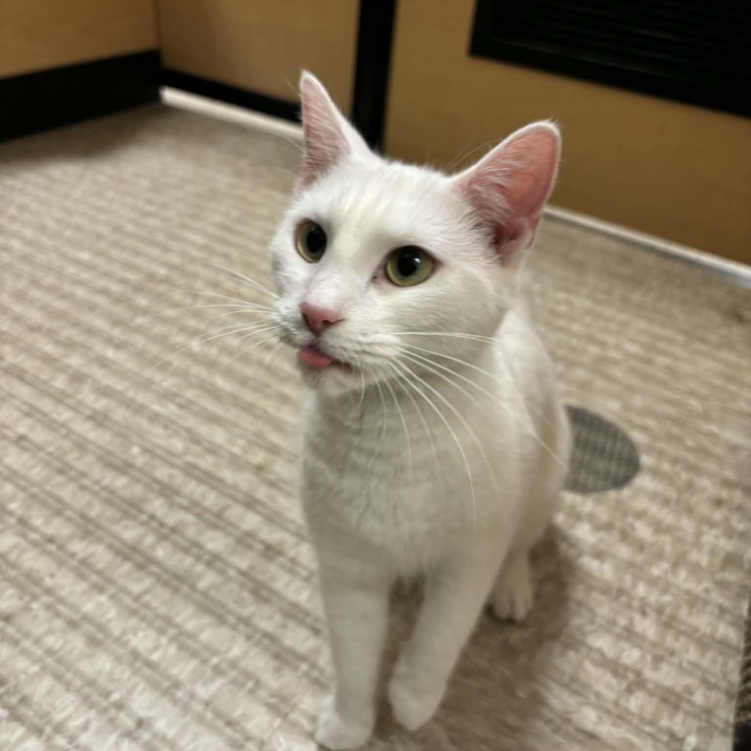 Enlarge Willow , an adopted Domestic Short Hair in Sewell, NJ image 3/4