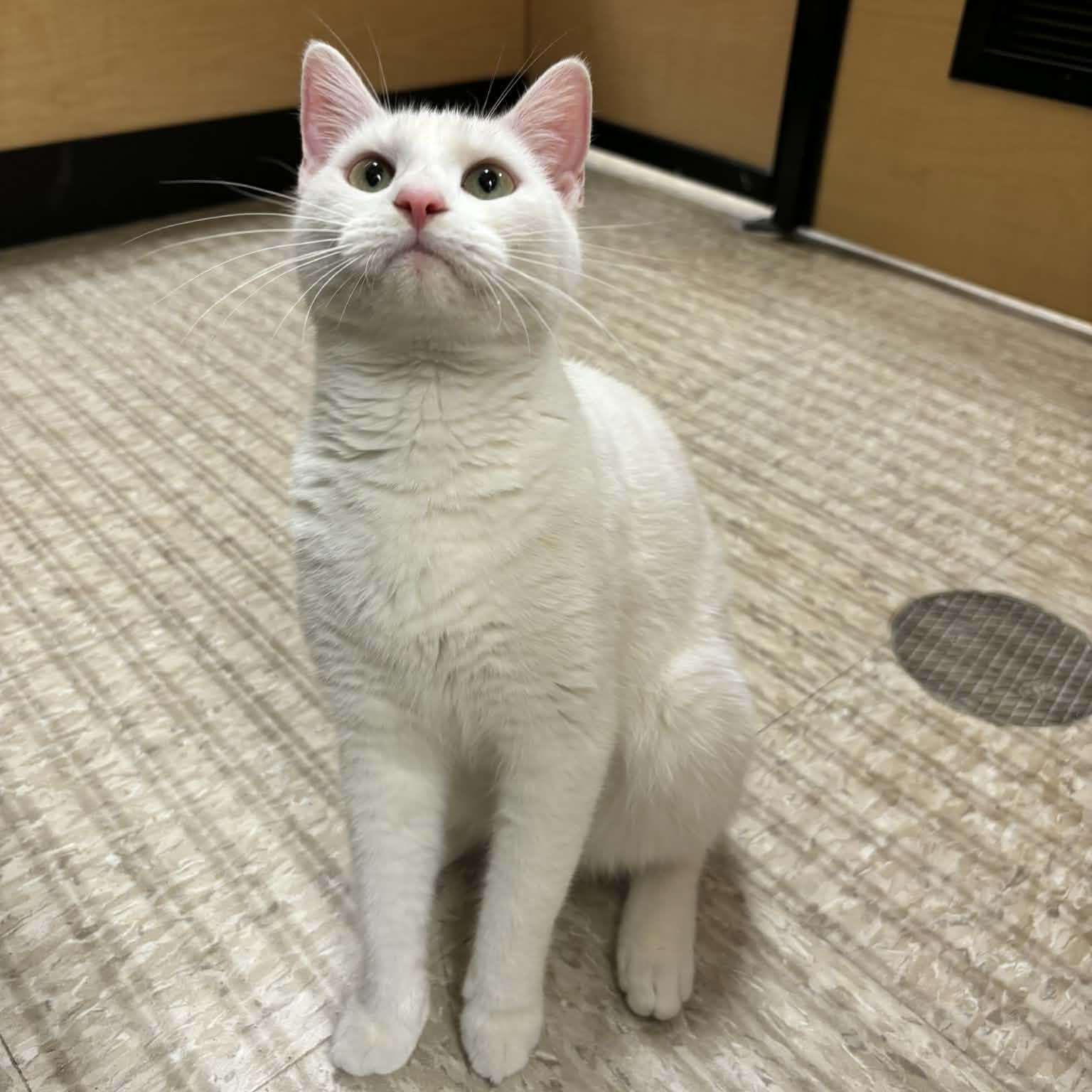 Enlarge Willow , an adopted Domestic Short Hair in Sewell, NJ image 2/4