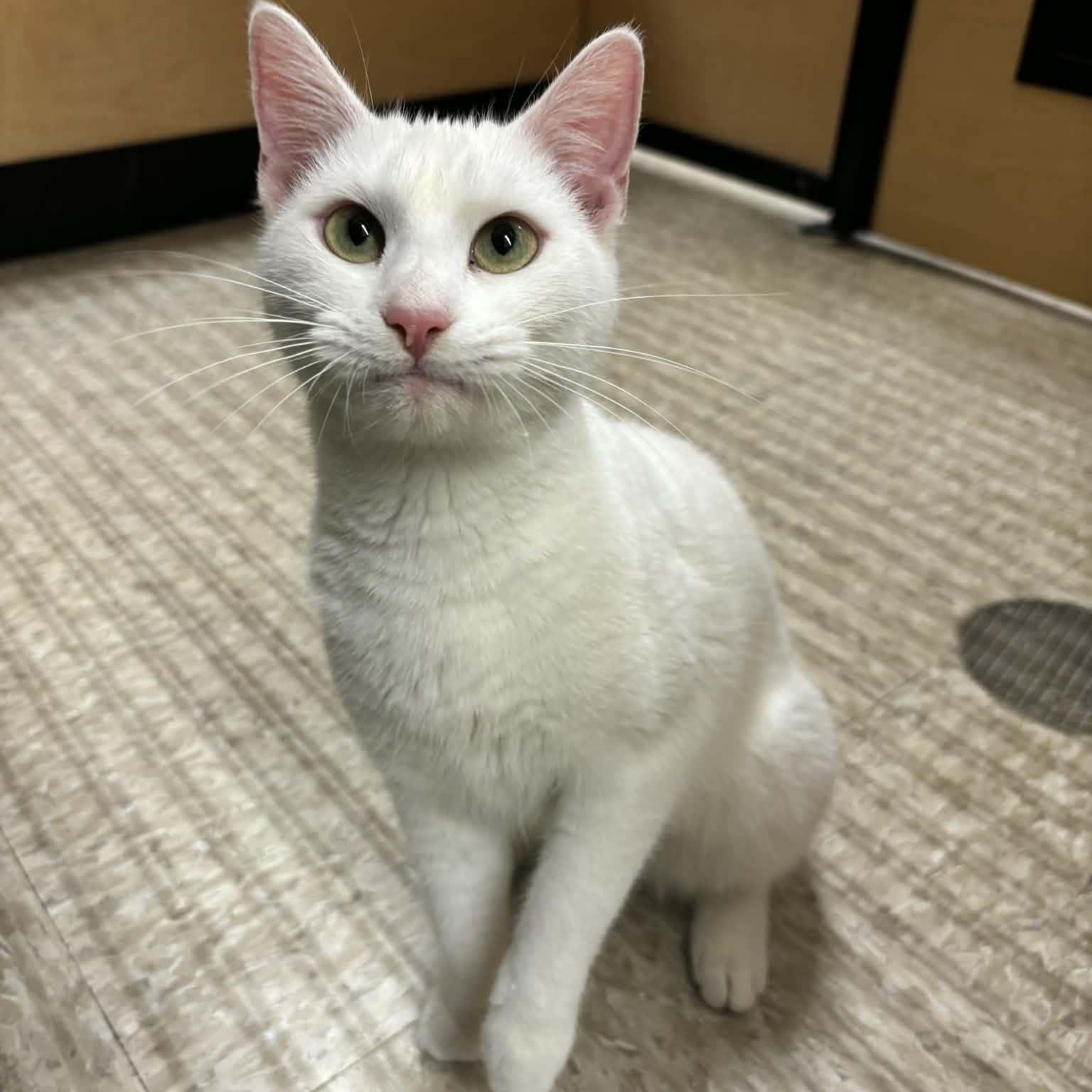 Enlarge Willow , an adopted Domestic Short Hair in Sewell, NJ image 1/4