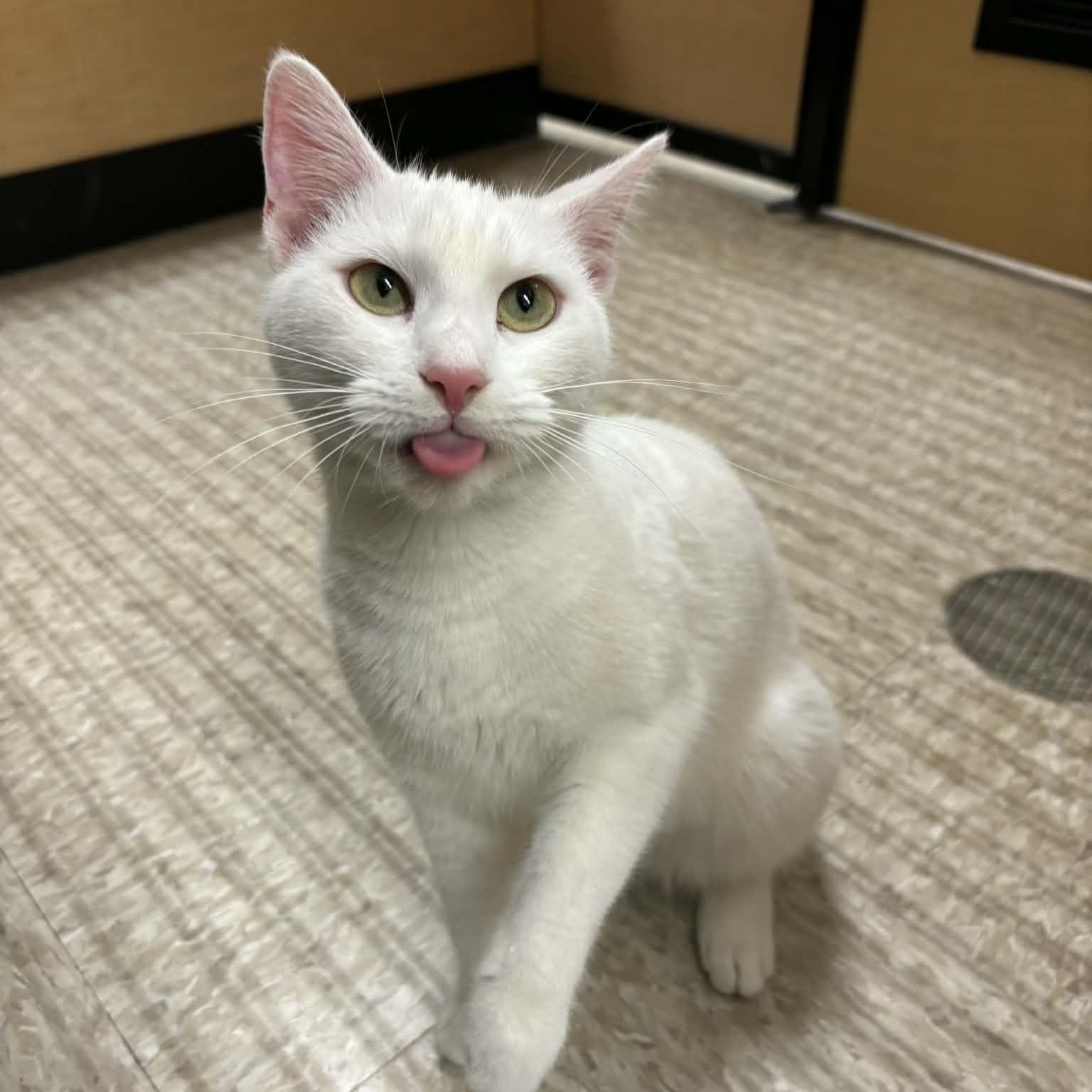 Enlarge Willow , an adopted Domestic Short Hair in Sewell, NJ image 4/4