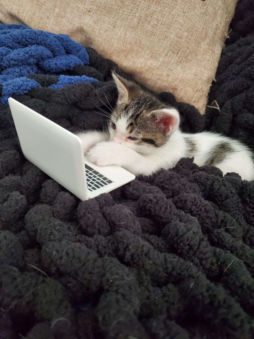 Croissant, Adopted, Kitten Male Domestic Short Hair.