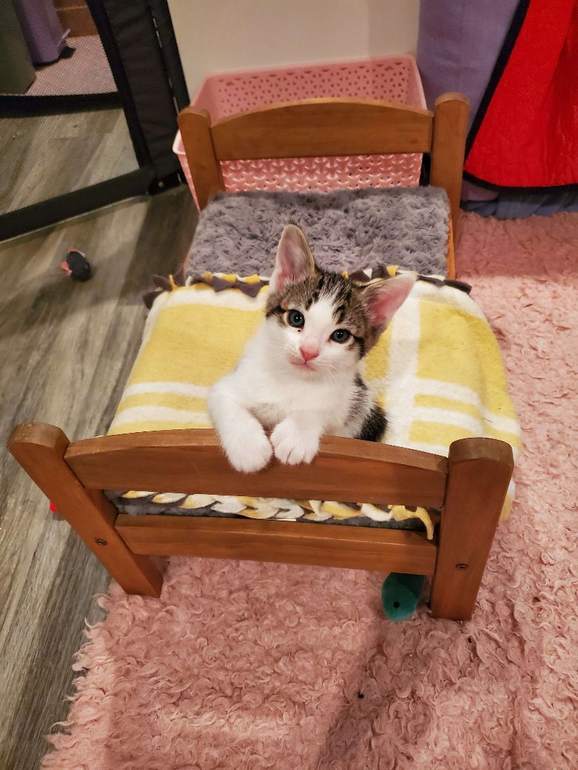 Enlarge Croissant, a Adopted Domestic Short Hair in Rancho Santa Margarita, CA image 3/6