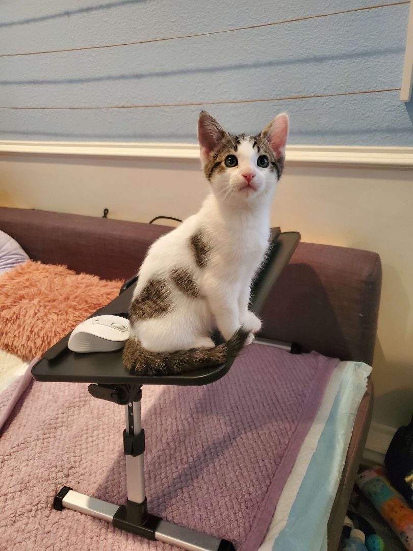 Enlarge Croissant, a Adopted Domestic Short Hair in Rancho Santa Margarita, CA image 4/6