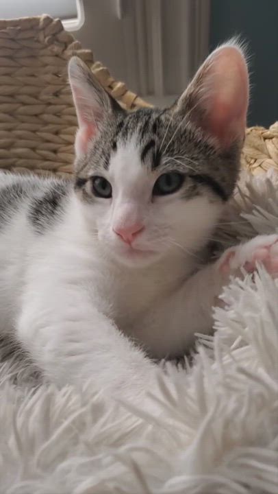 Enlarge Croissant, a Adopted Domestic Short Hair in Rancho Santa Margarita, CA video 5/6