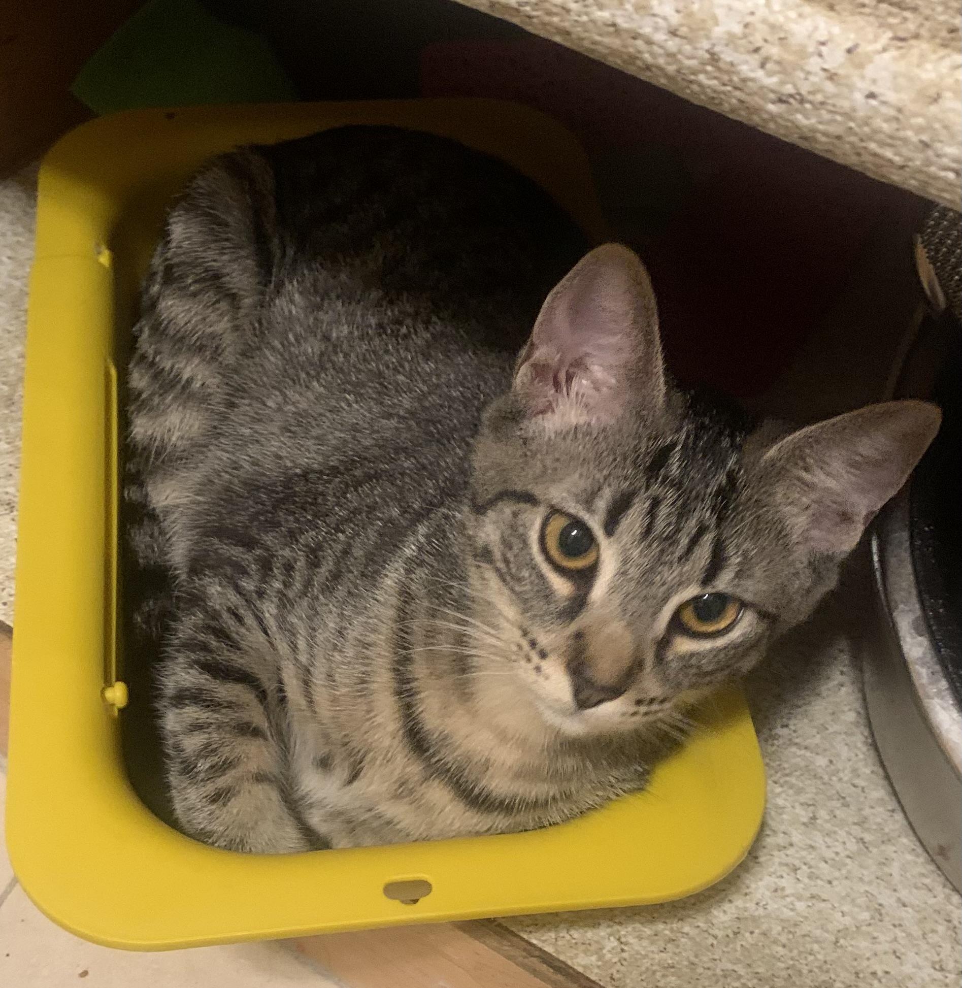 Enlarge Freya - the purriest!, a Adoptable Tabby in Fountain Valley, CA image 2/2