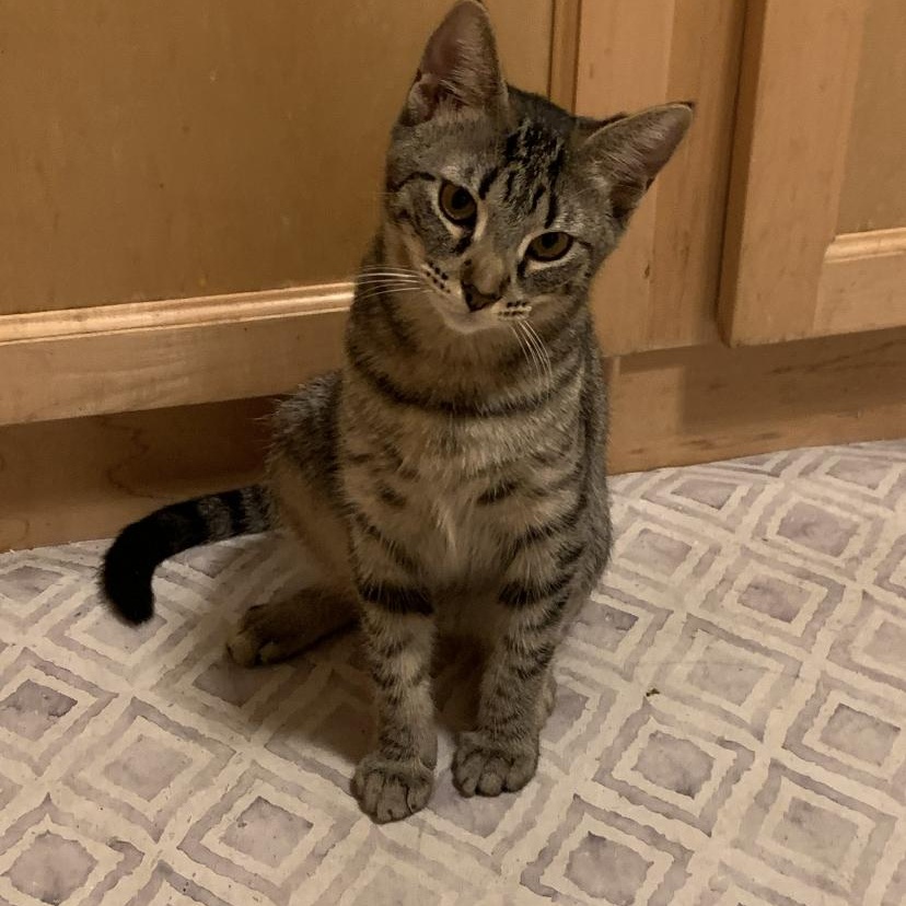 Enlarge Freya - the purriest!, a Adoptable Tabby in Fountain Valley, CA image 1/2