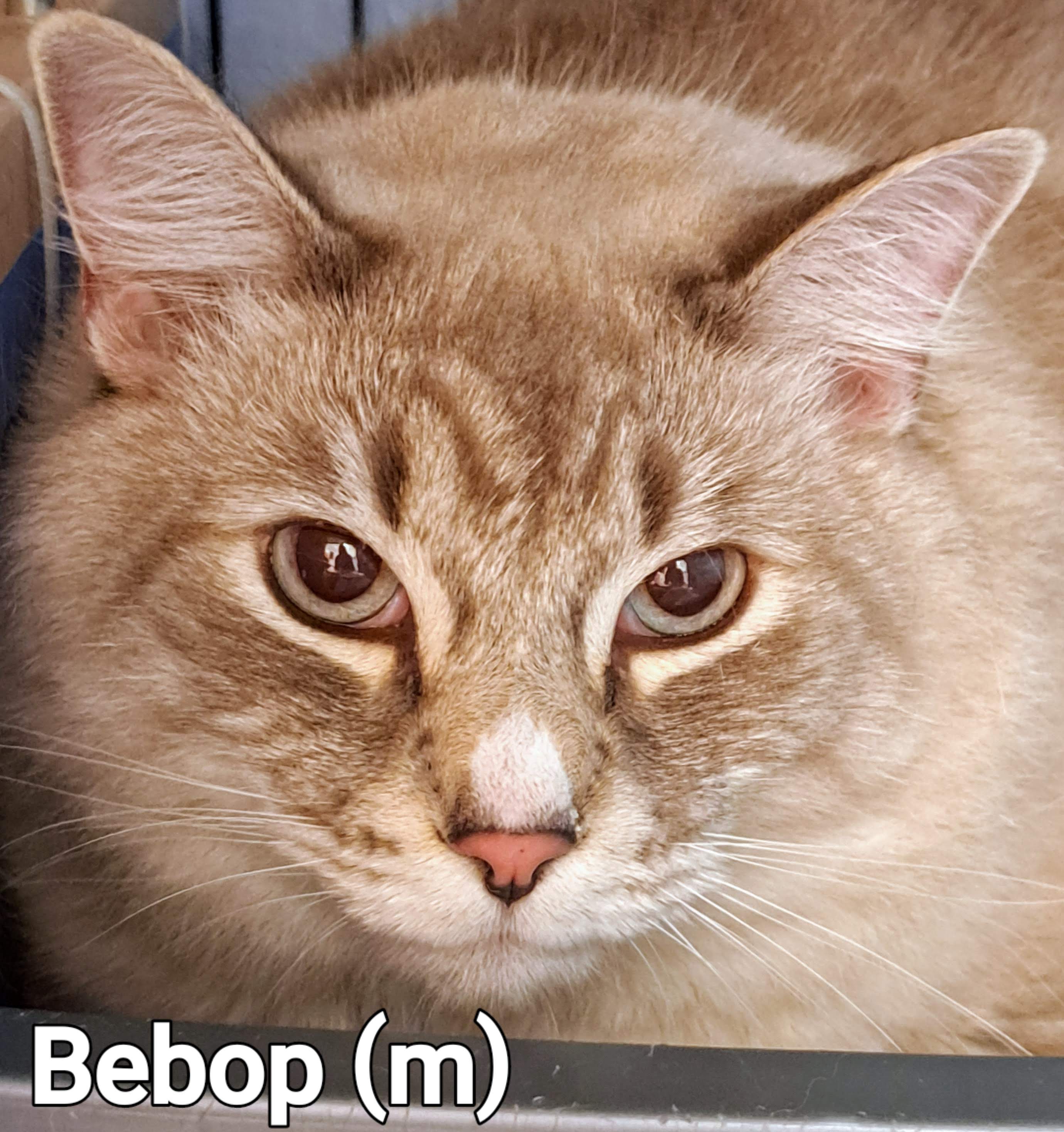Bebop, an adopted Domestic Long Hair & Siamese Mix in Maple Ridge, BC_image-1