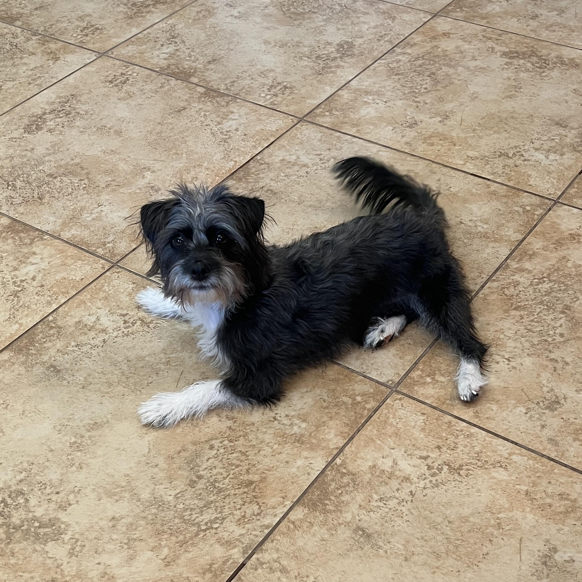 Enlarge Missy, a Adoptable mixed breed in Phoenix, AZ image 2/6