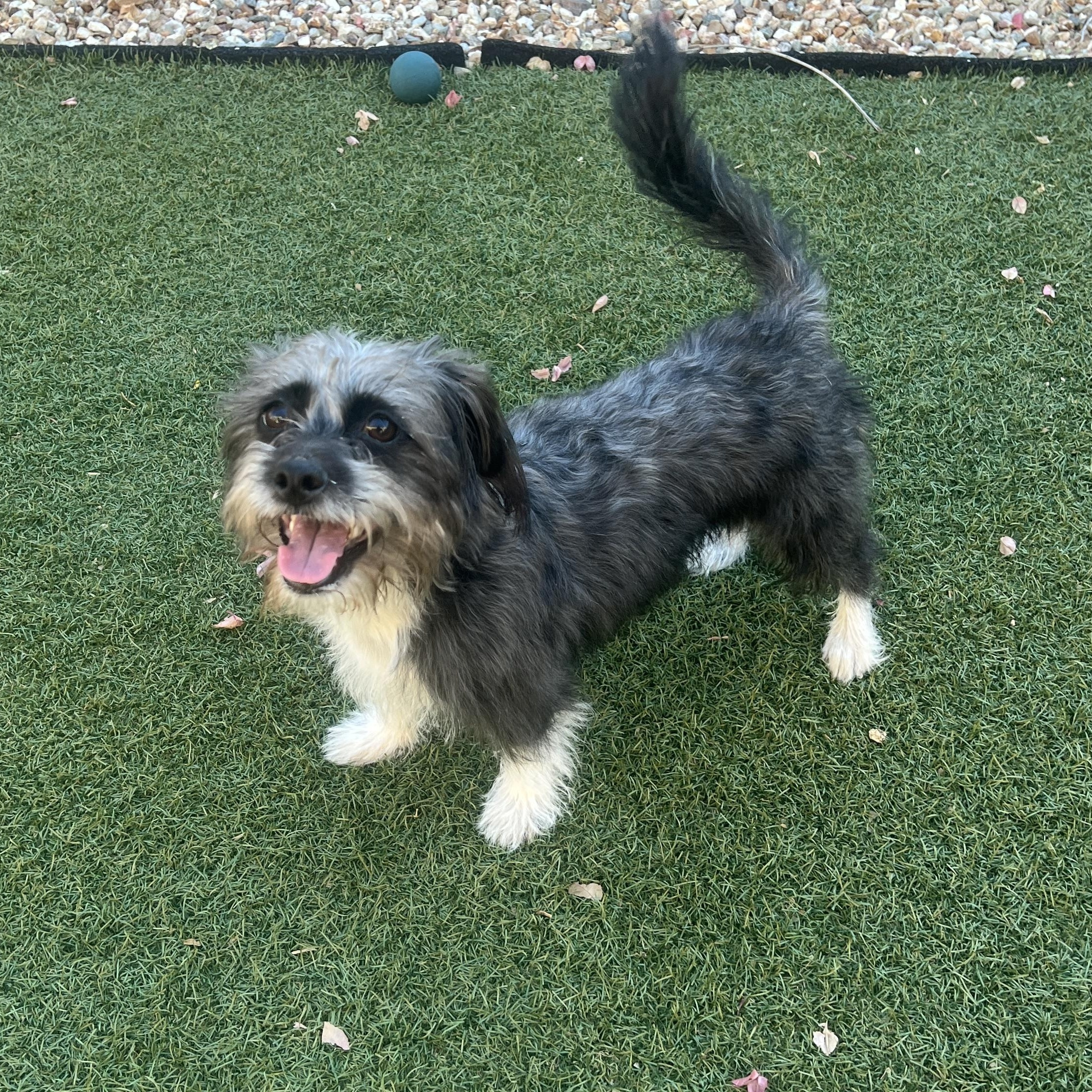 Enlarge Missy, a Adoptable mixed breed in Phoenix, AZ image 1/6