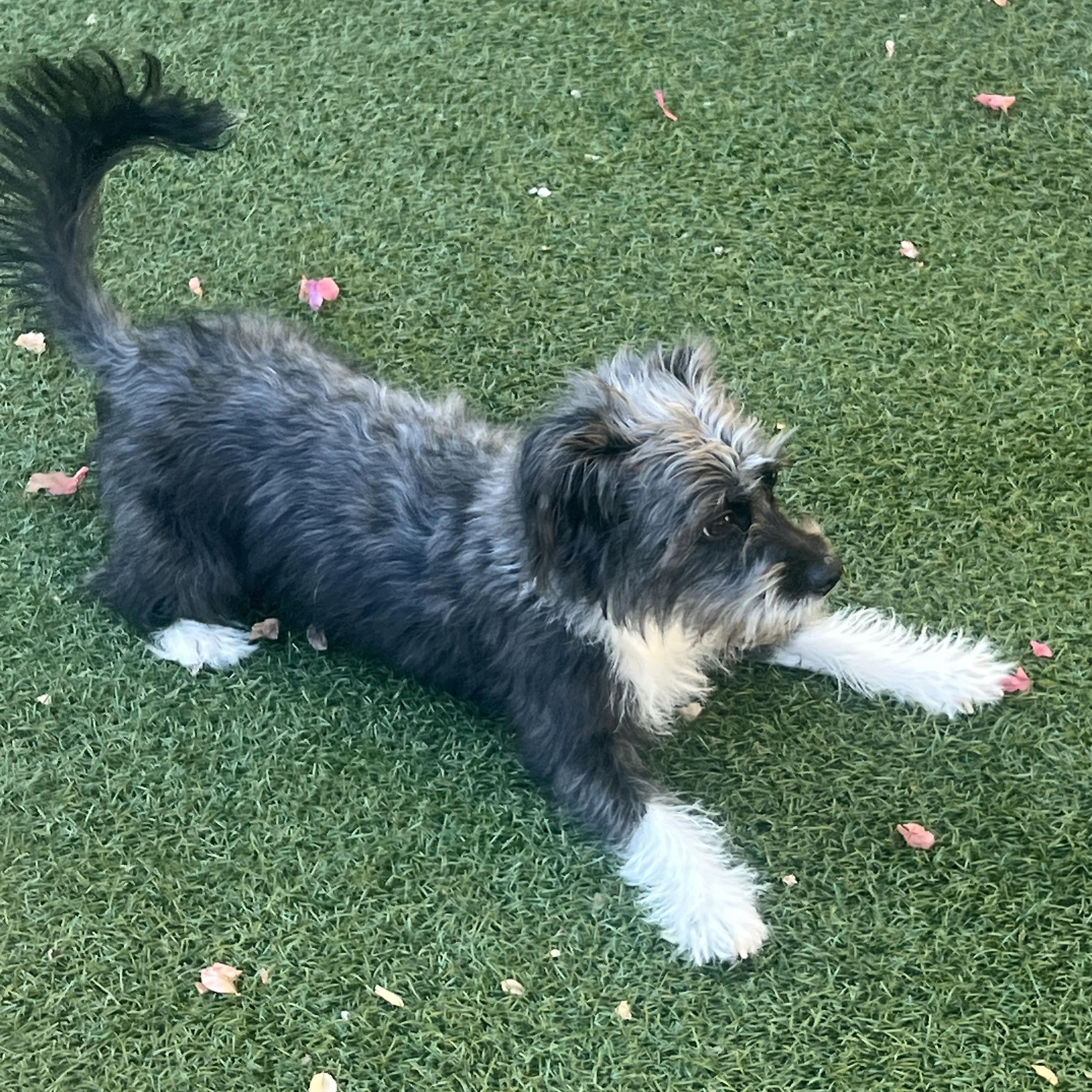 Enlarge Missy, a Adoptable mixed breed in Phoenix, AZ image 3/6