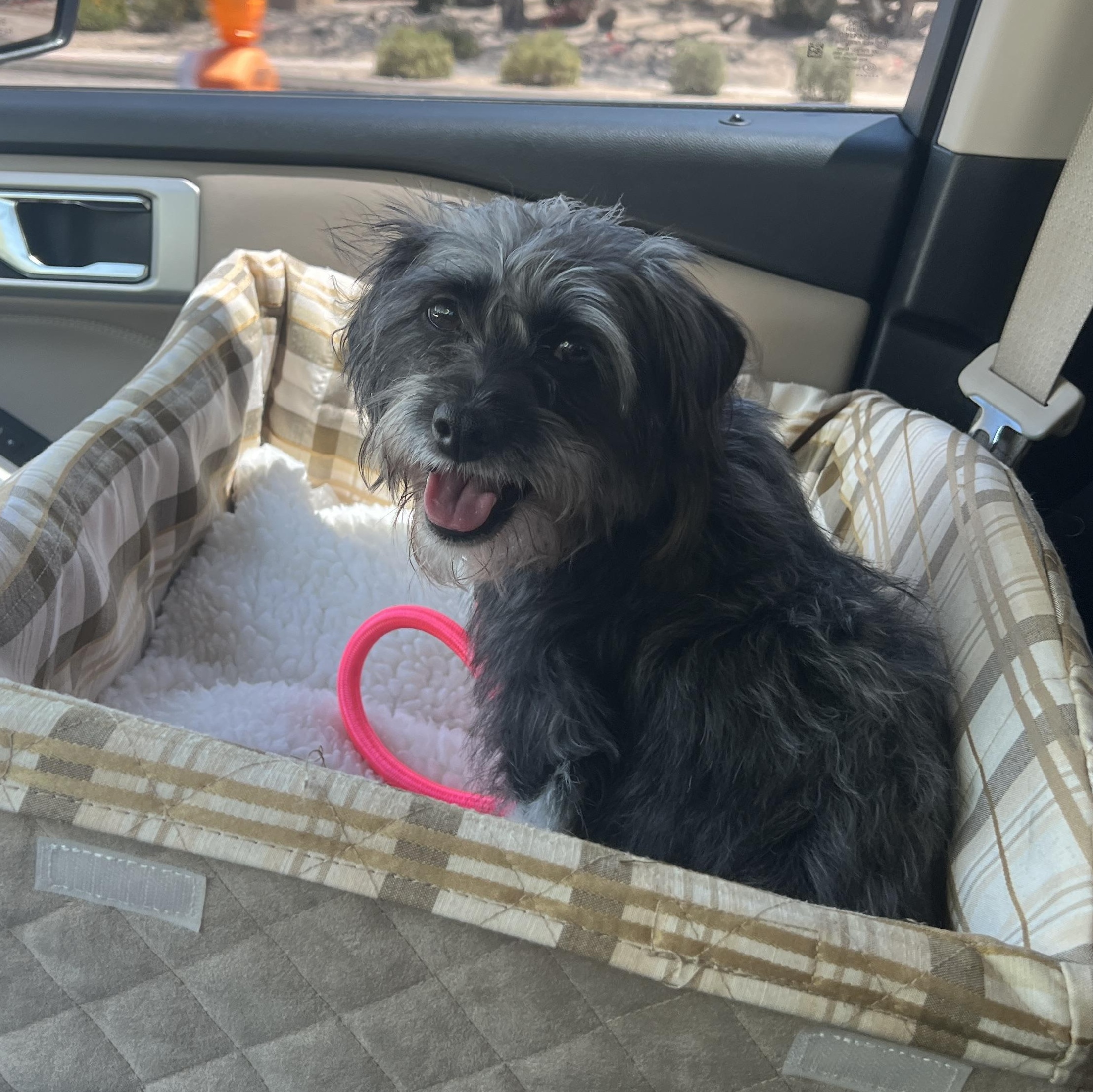 Enlarge Missy, a Adoptable mixed breed in Phoenix, AZ image 4/6