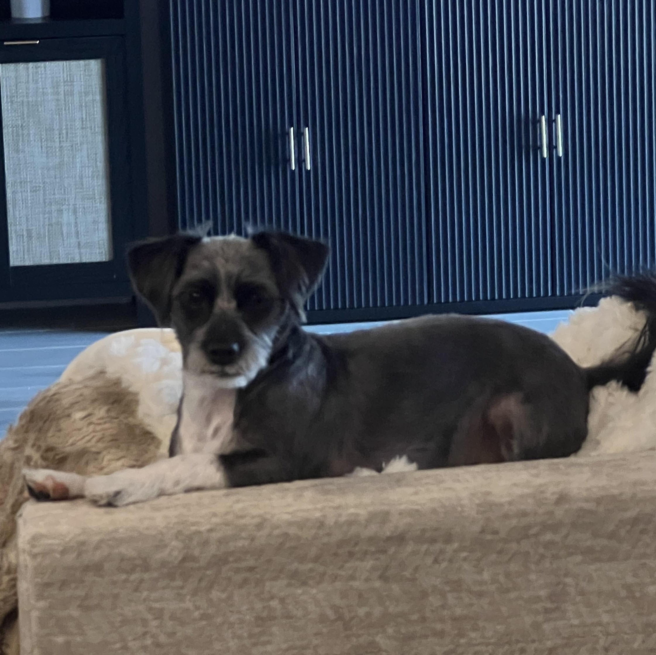 Missy, Adoptable, Adult Female Cairn Terrier.