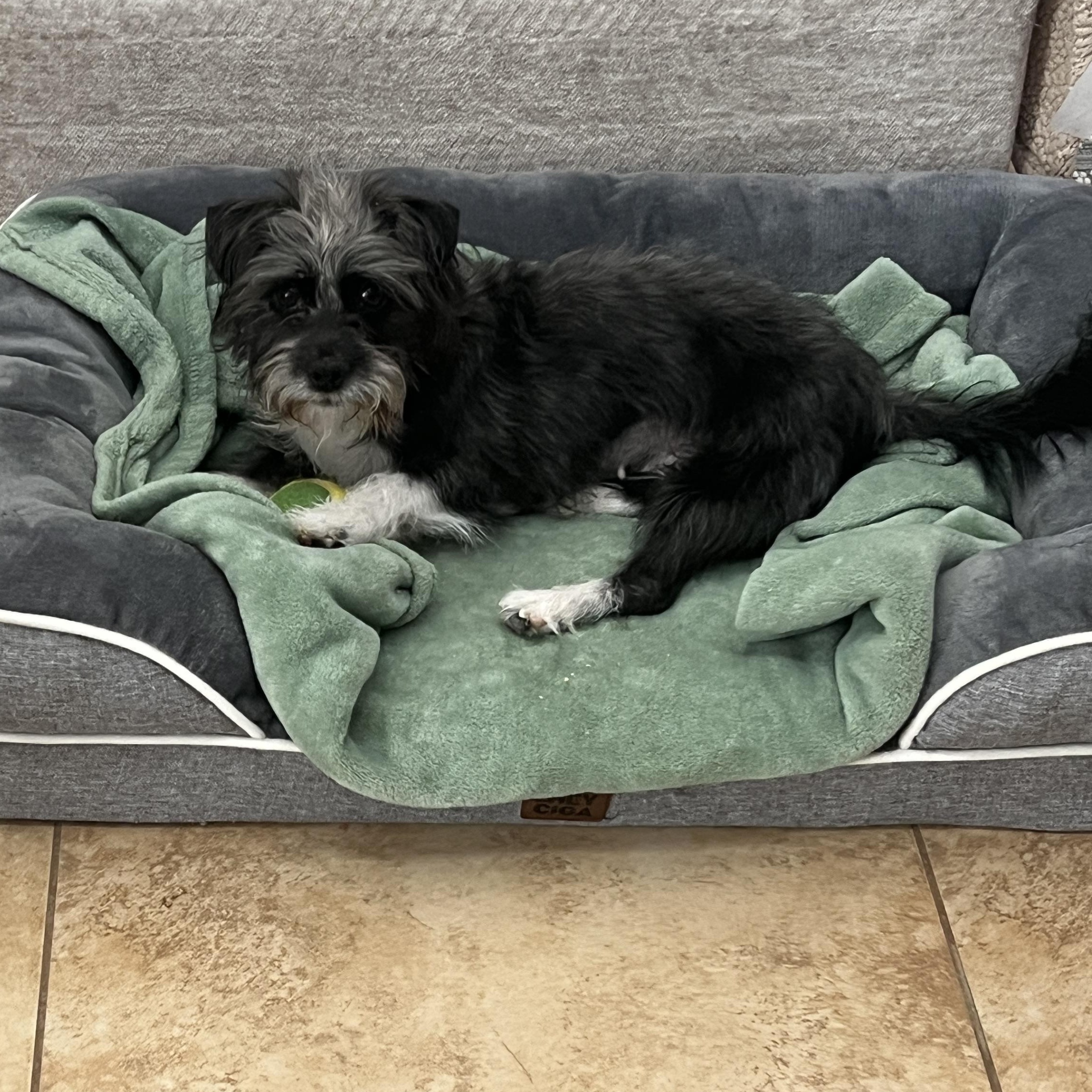 Enlarge Missy, a Adoptable mixed breed in Phoenix, AZ image 6/6