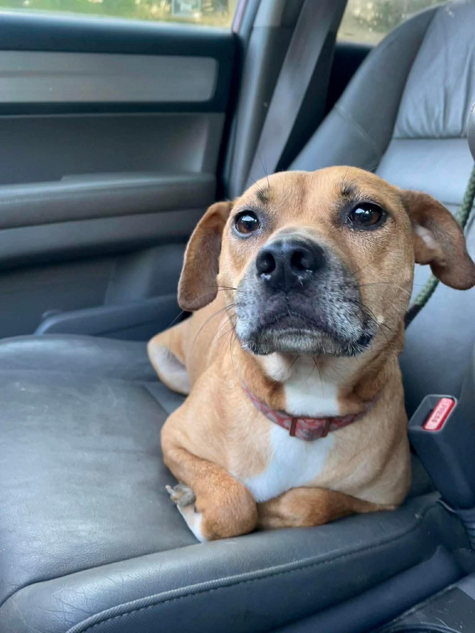 Enlarge Pearl, a Adoptable mixed breed in Eatontown, NJ image 5/5