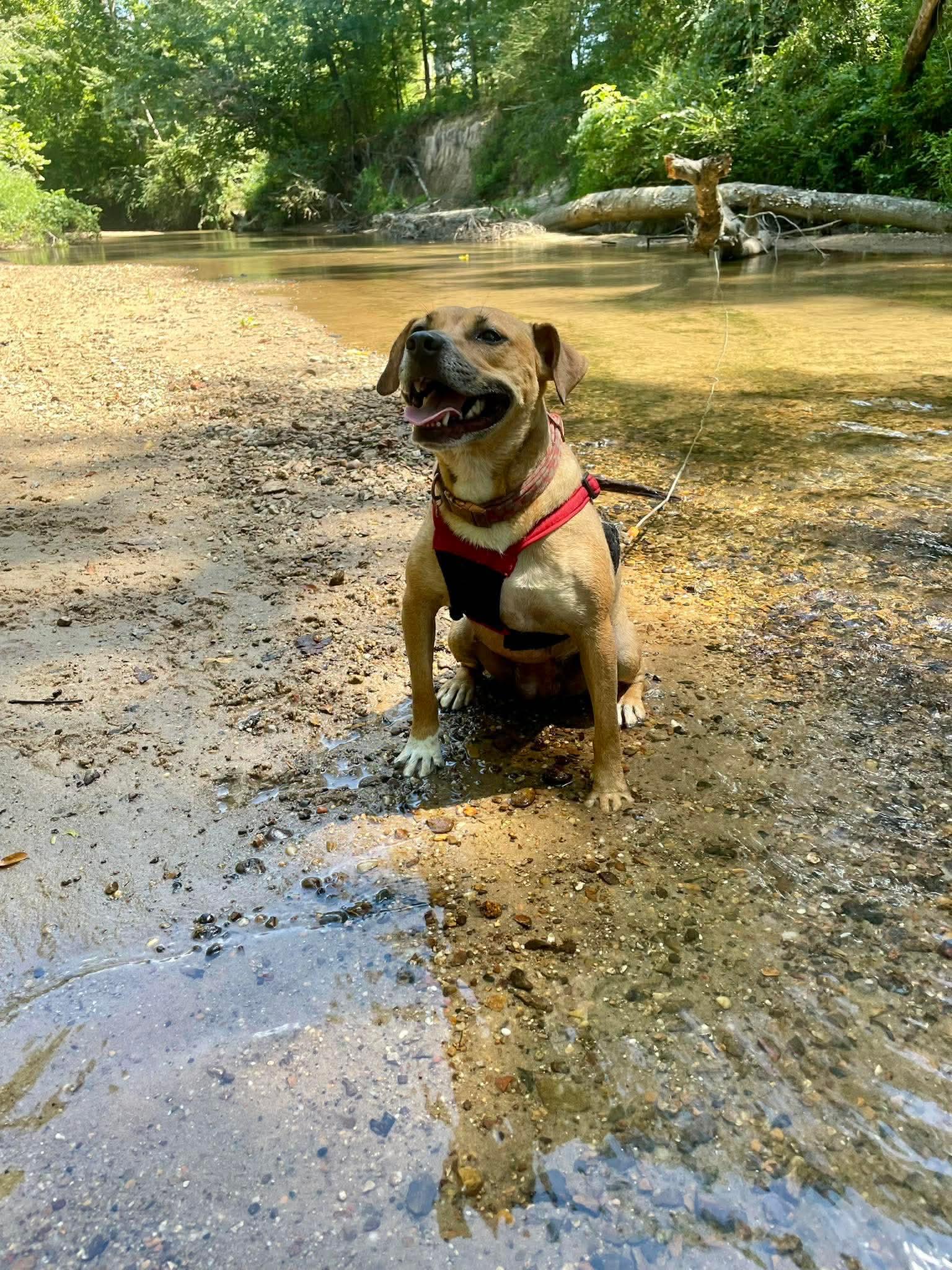Enlarge Pearl, a Adoptable mixed breed in Eatontown, NJ image 3/5