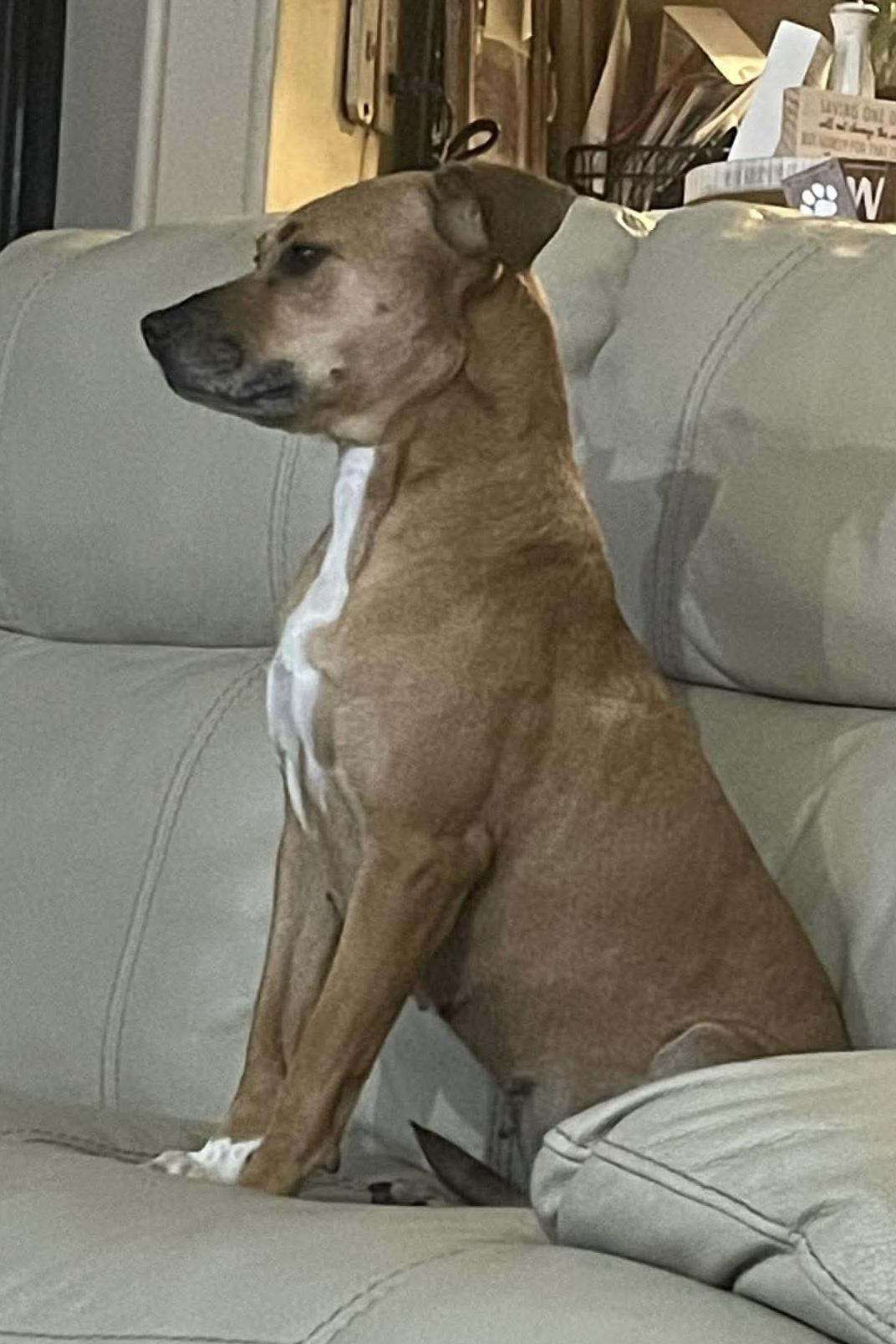 Enlarge Pearl, a Adoptable mixed breed in Eatontown, NJ image 1/5