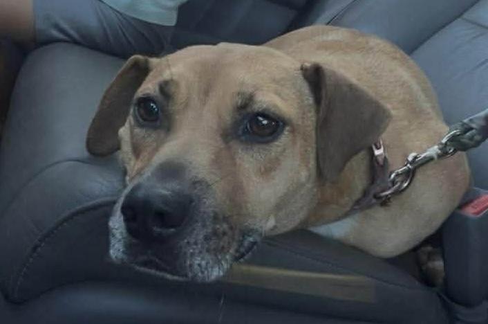 Enlarge Pearl, a Adoptable mixed breed in Eatontown, NJ image 4/5