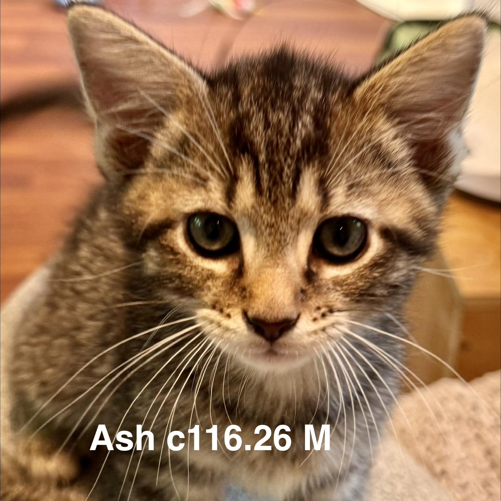 Foster Ash, Adoptable, Kitten Male Domestic Short Hair & Tiger.