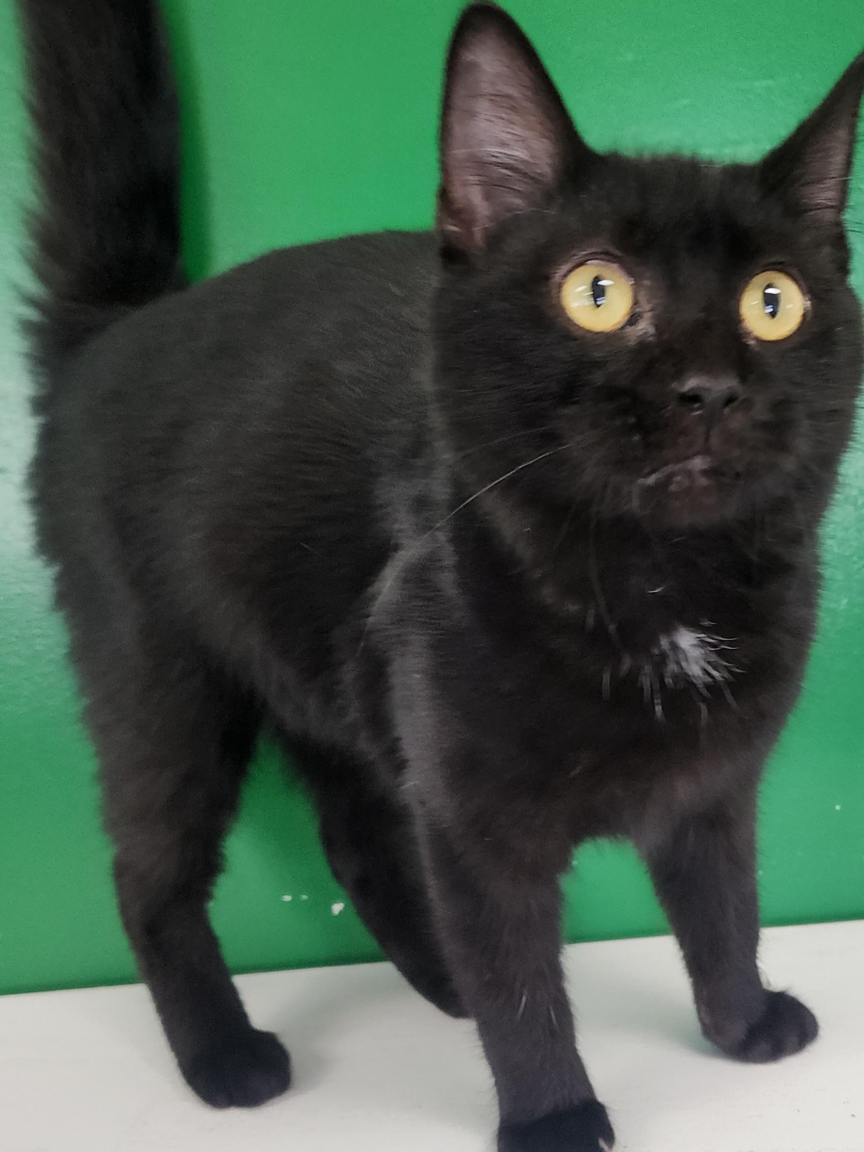 Miso, Adoptable, Young Male Domestic Short Hair.