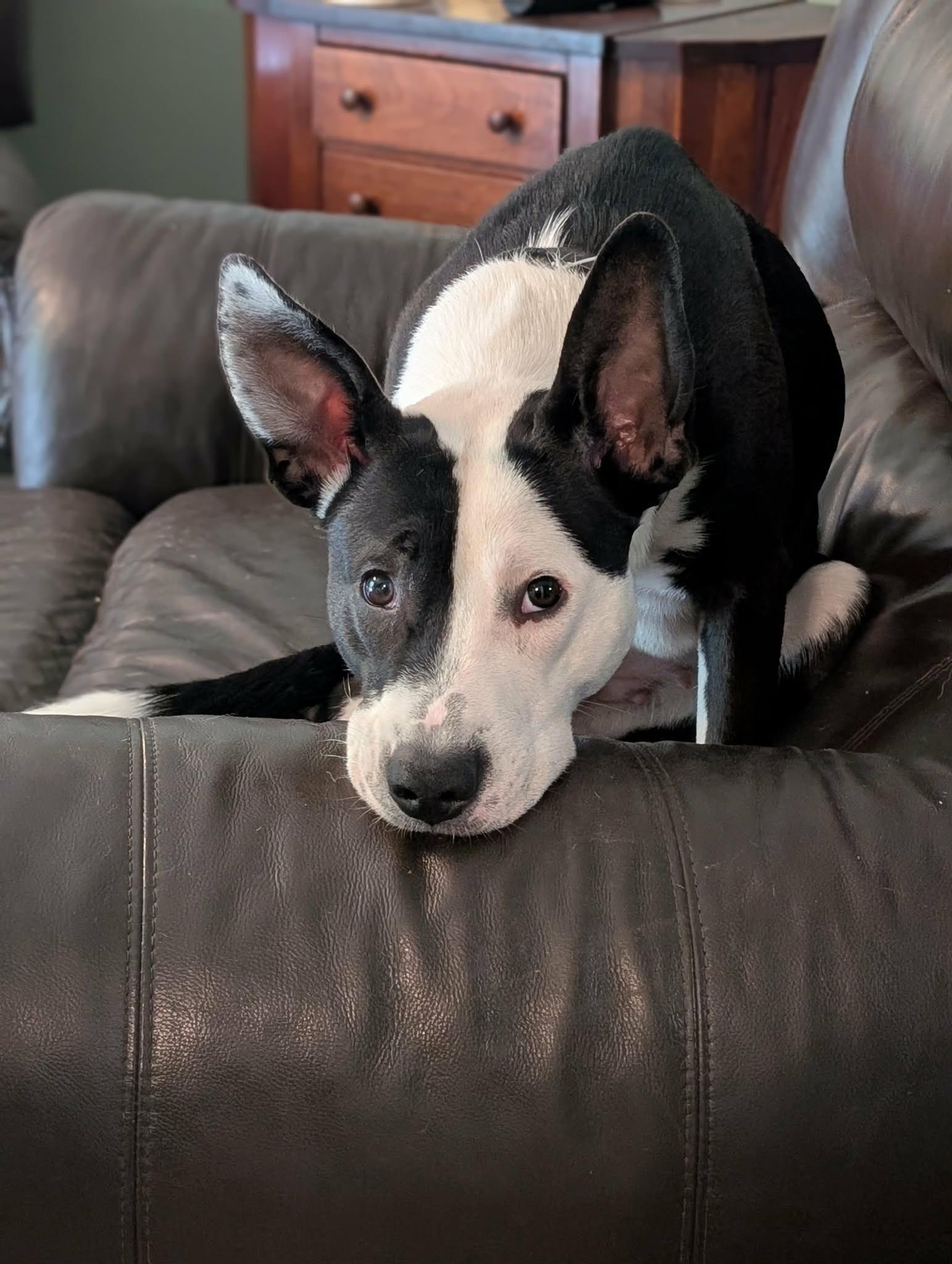 Enlarge JoJo, an adopted mixed breed in Indiana, PA image 3/3