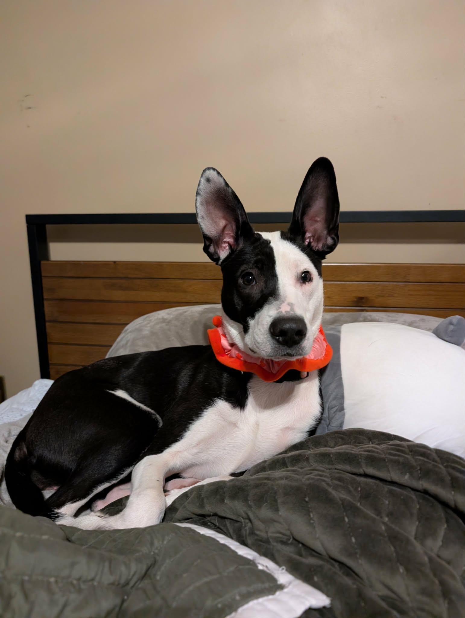 JoJo, adopted, Adult Female Terrier.