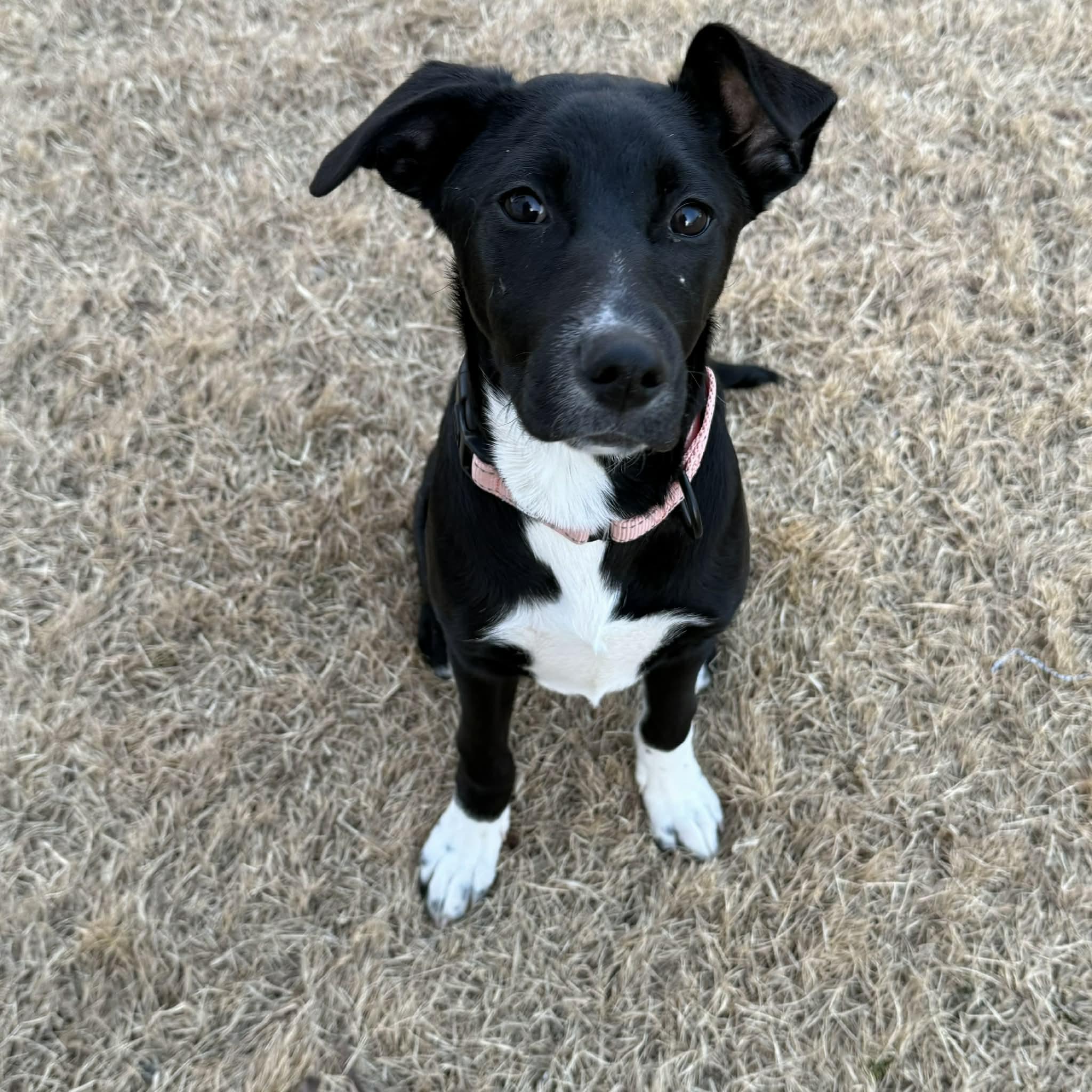 Ava*, Adoptable, Puppy Female Australian Shepherd.