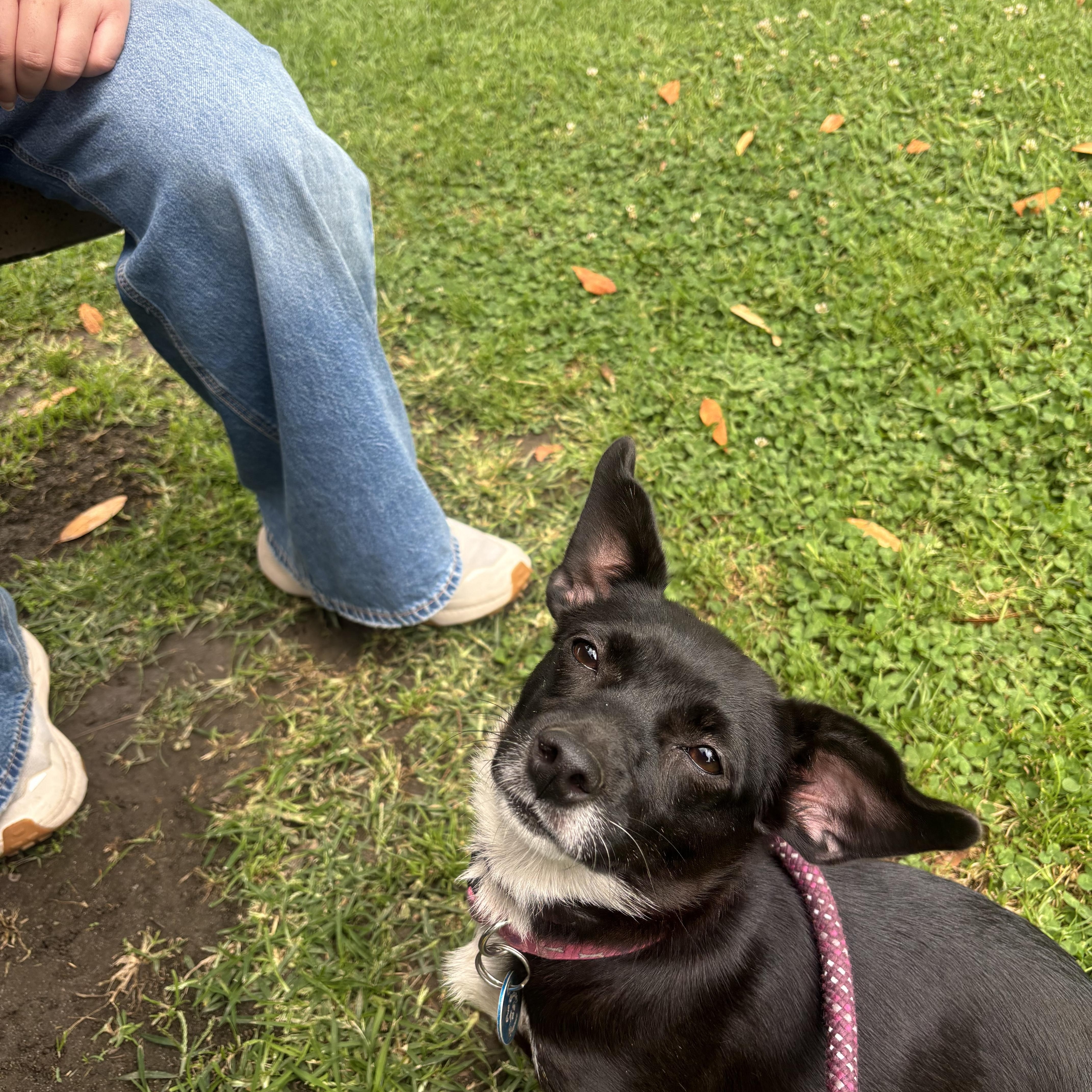 Cleo, a Adoptable mixed breed in Pasadena, CA image 6/6