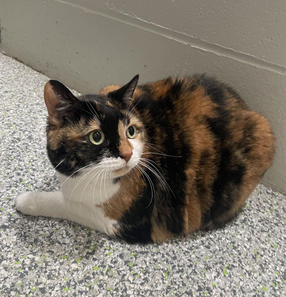 Enlarge Kitty, a Adoptable Domestic Short Hair in Jackson, MI image 4/6
