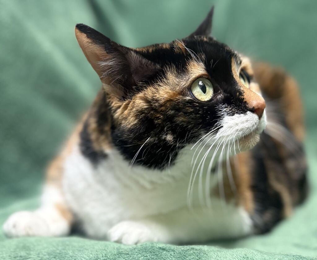Kitty, Adoptable, Adult Female Domestic Short Hair.
