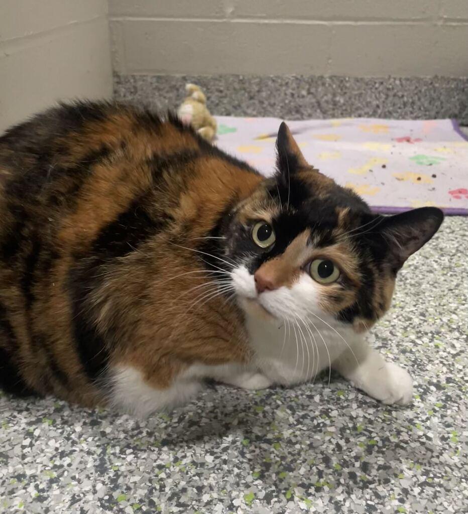 Enlarge Kitty, a Adoptable Domestic Short Hair in Jackson, MI image 6/6