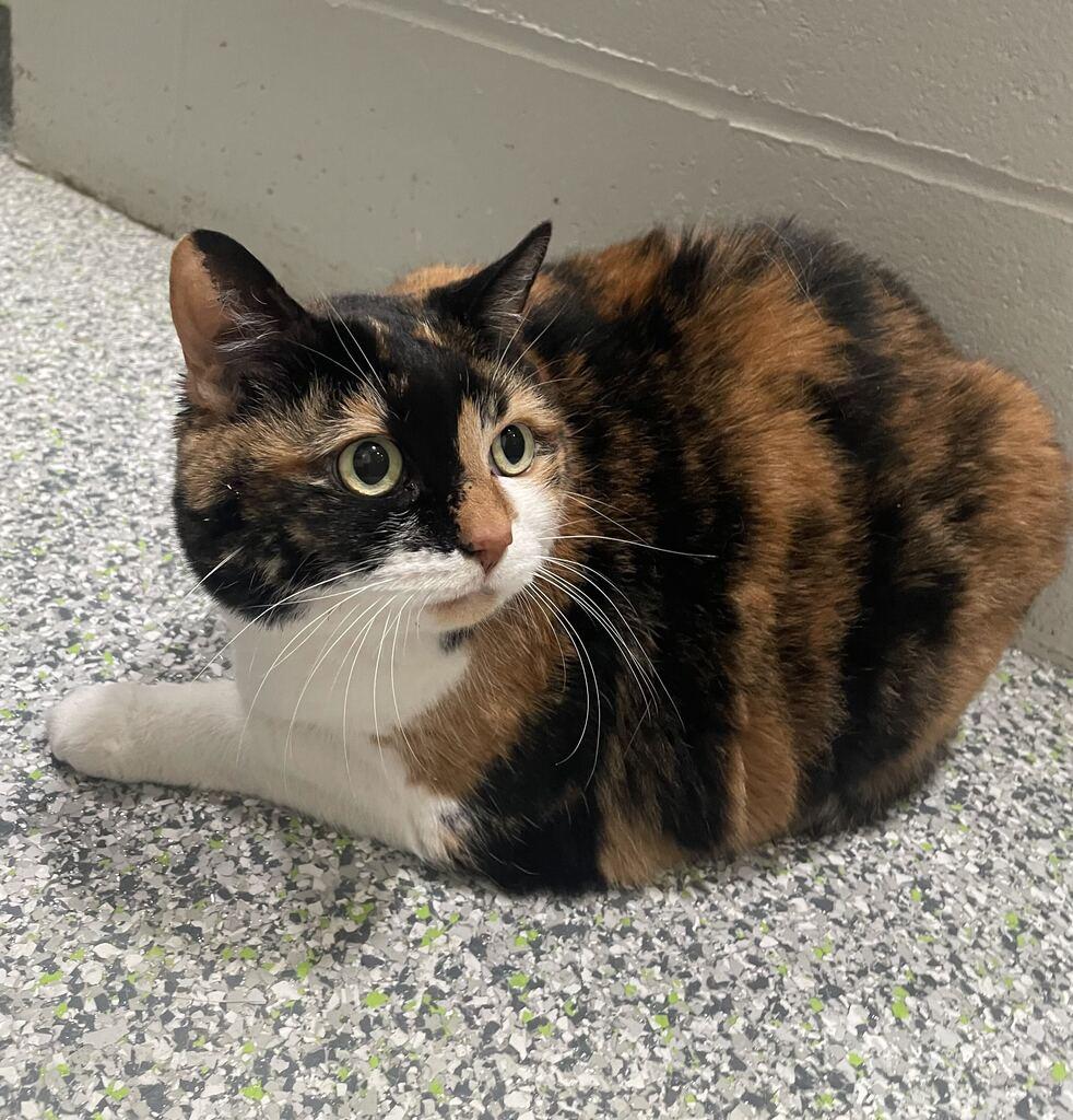 Enlarge Kitty, a Adoptable Domestic Short Hair in Jackson, MI image 2/6