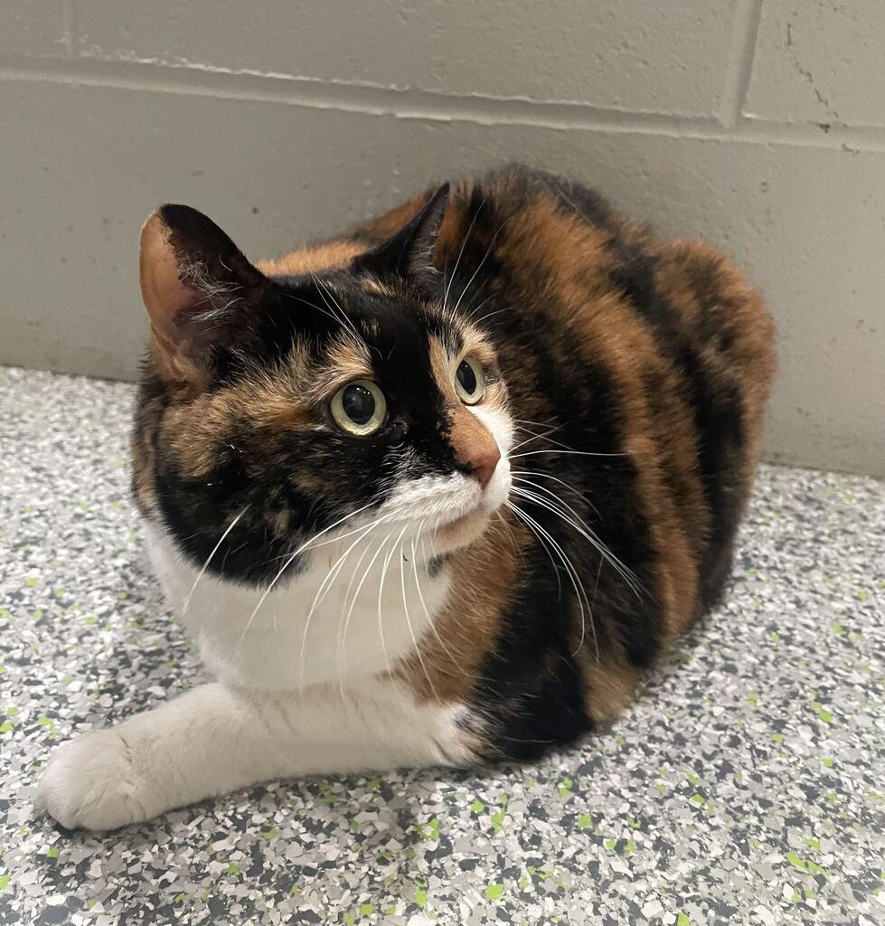 Enlarge Kitty, a Adoptable Domestic Short Hair in Jackson, MI image 5/6