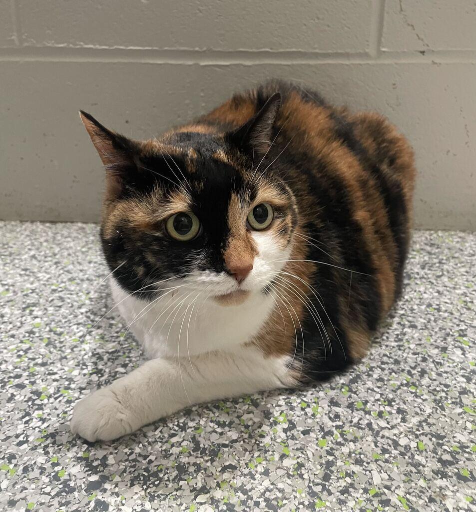 Enlarge Kitty, a Adoptable Domestic Short Hair in Jackson, MI image 3/6