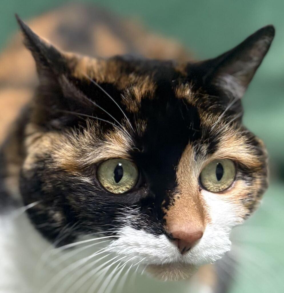Enlarge Kitty, a Adoptable Domestic Short Hair in Jackson, MI image 6/6