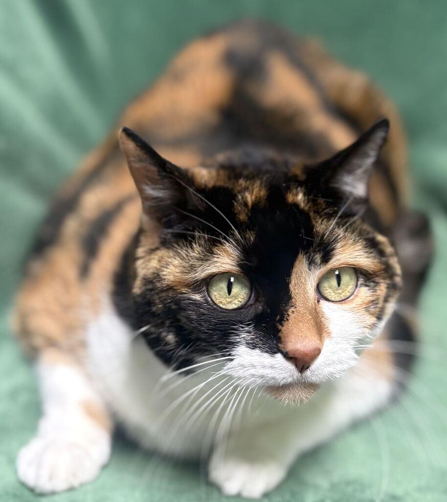 Enlarge Kitty, a Adoptable Domestic Short Hair in Jackson, MI image 5/6