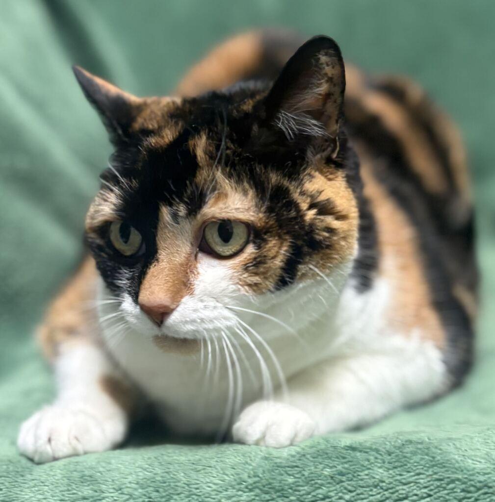 Enlarge Kitty, a Adoptable Domestic Short Hair in Jackson, MI image 3/6