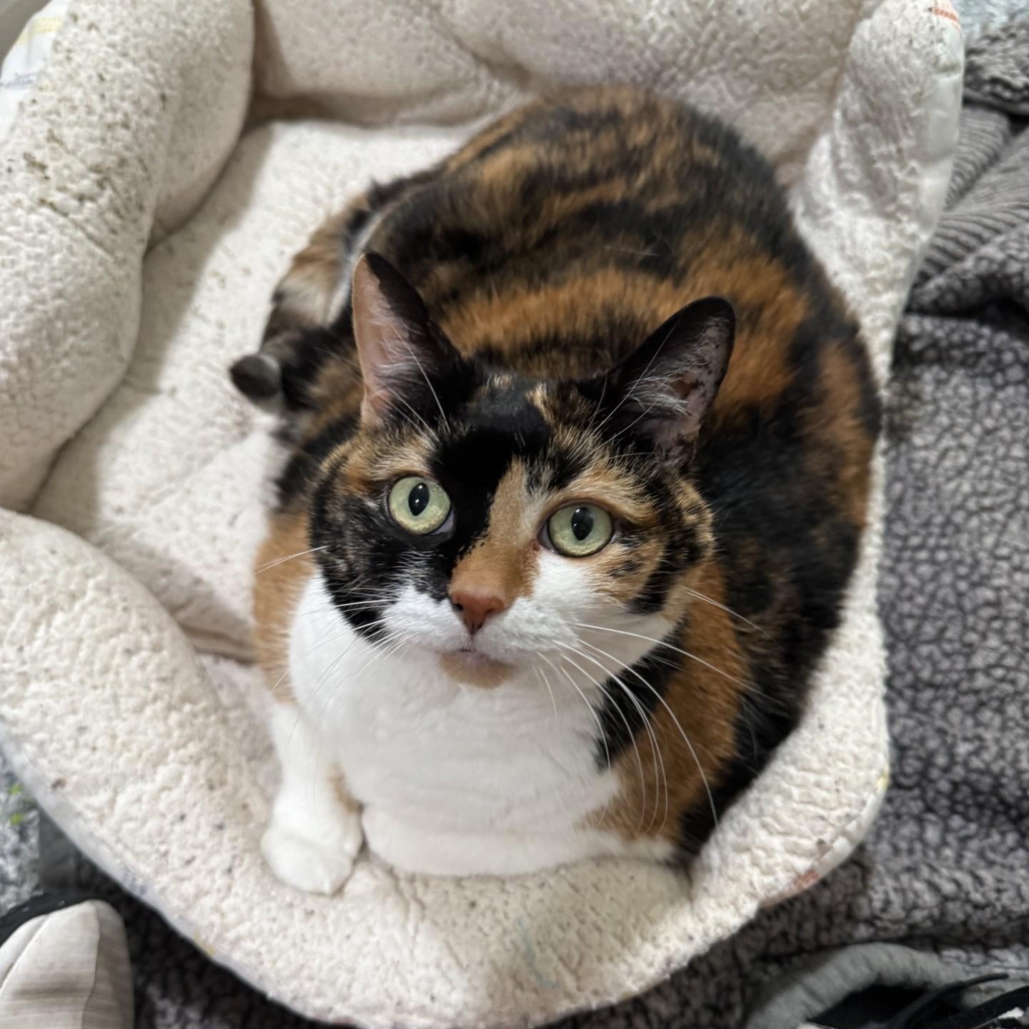 Kitty, Adoptable, Adult Female Domestic Short Hair.