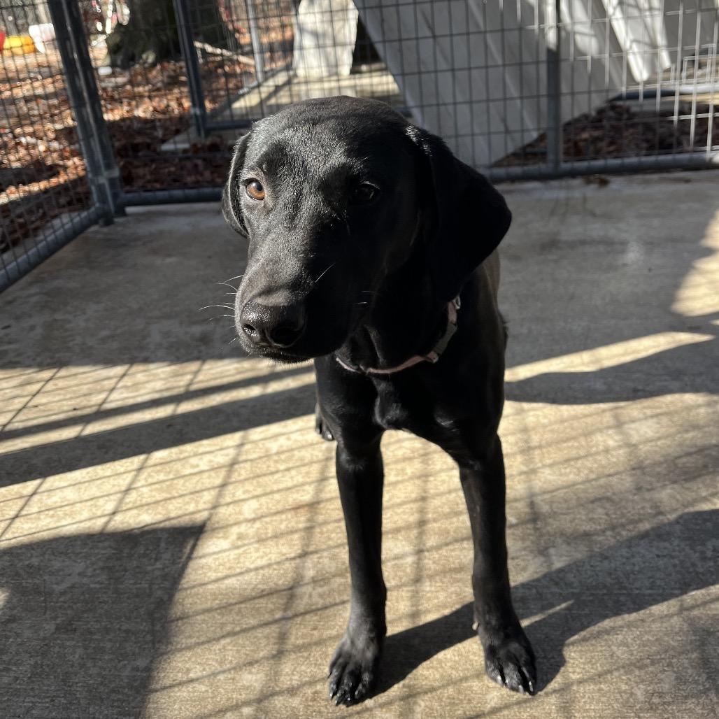 Lucy, a Adoptable mixed breed in Smithfield, NC image 1/4